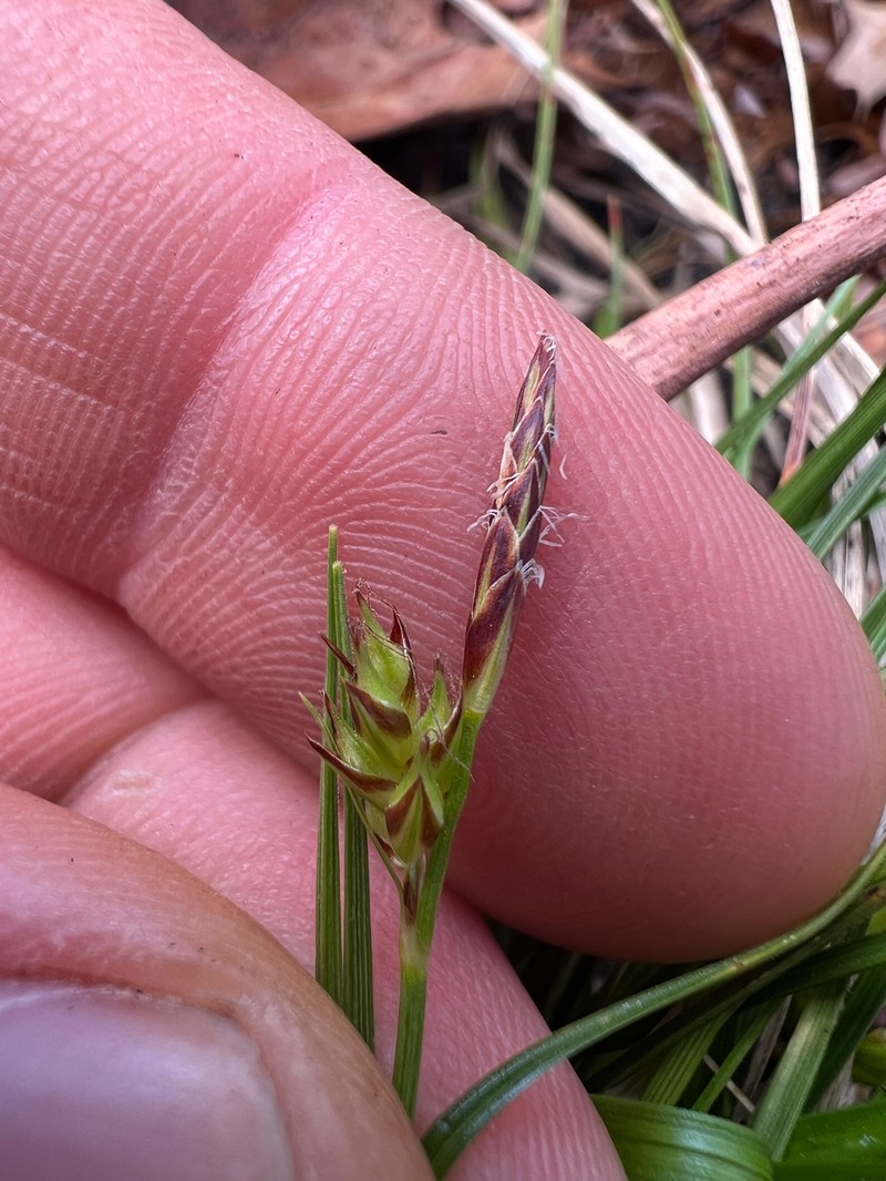 Carex tonsa var. rugosperma