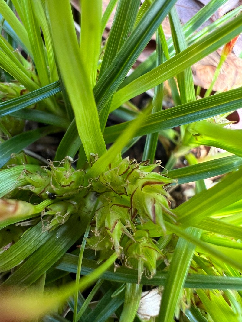 Carex tonsa var. rugosperma photo 2