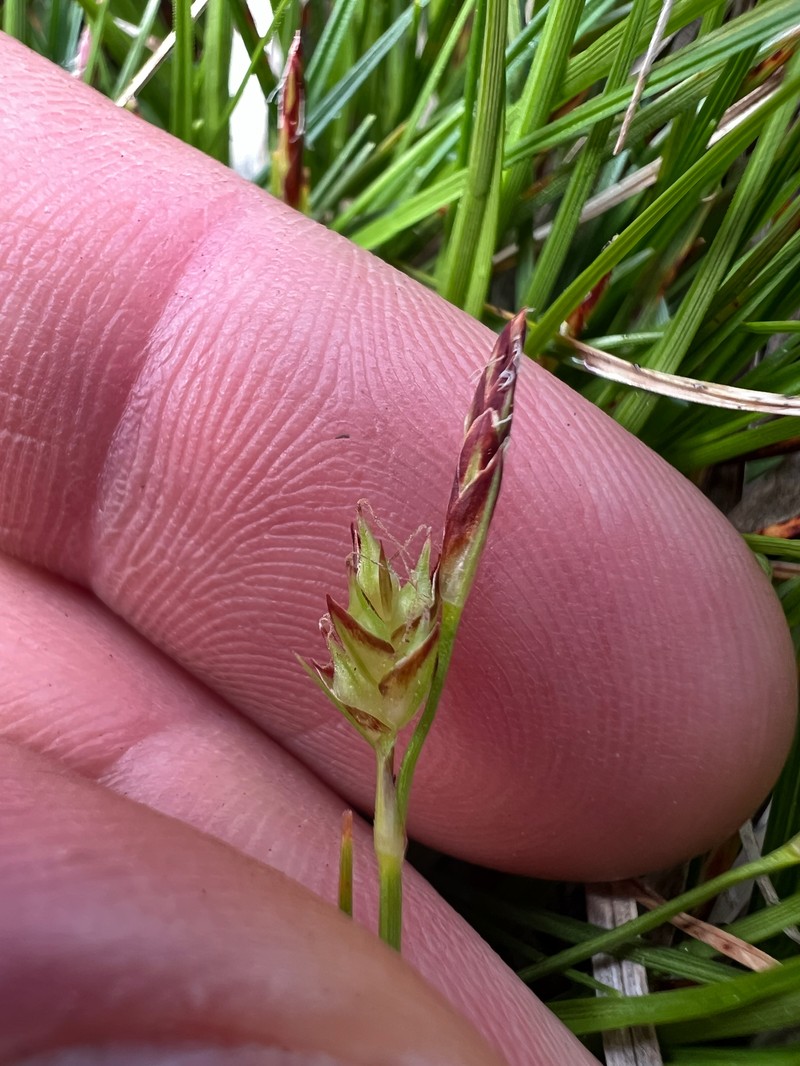 Carex tonsa var. rugosperma photo 3