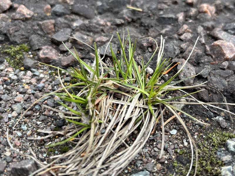 Carex tonsa var. rugosperma photo 4