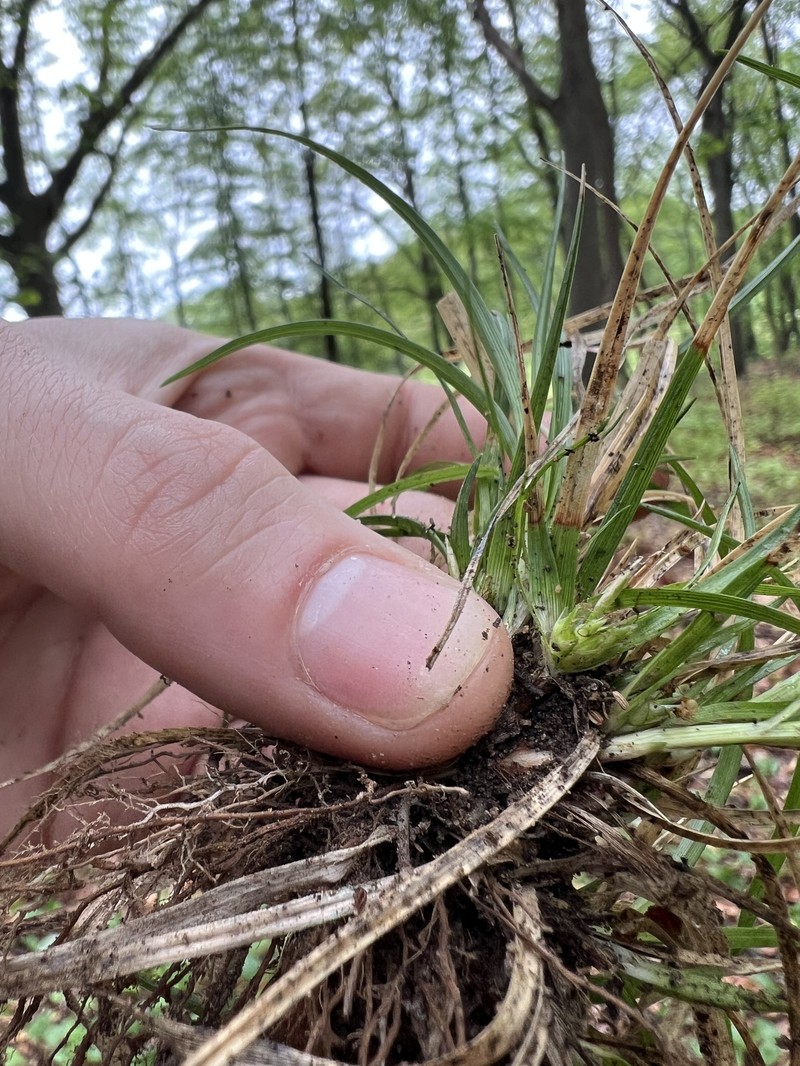 Carex tonsa var. rugosperma photo 5