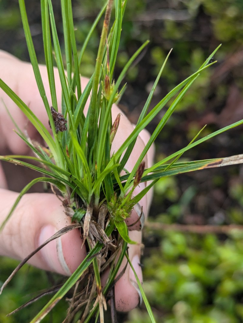 Carex tonsa var. rugosperma photo 6