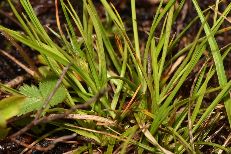 Carex tonsa var. rugosperma photo 7