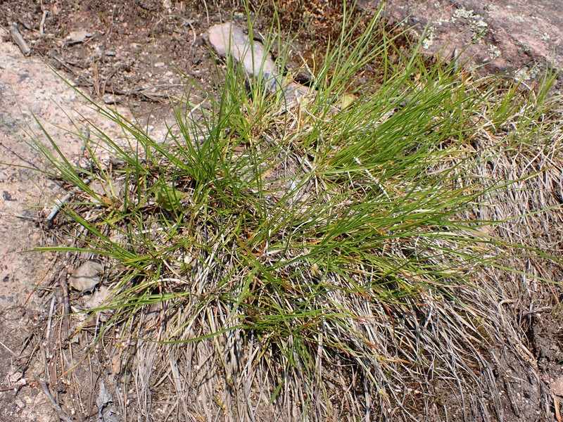 Carex tonsa var. rugosperma photo 8