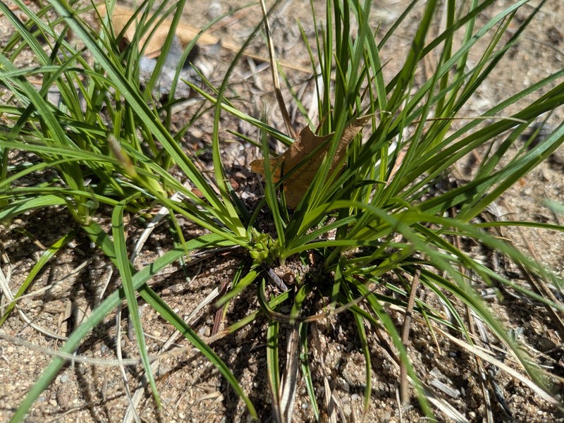 Carex tonsa var. tonsa