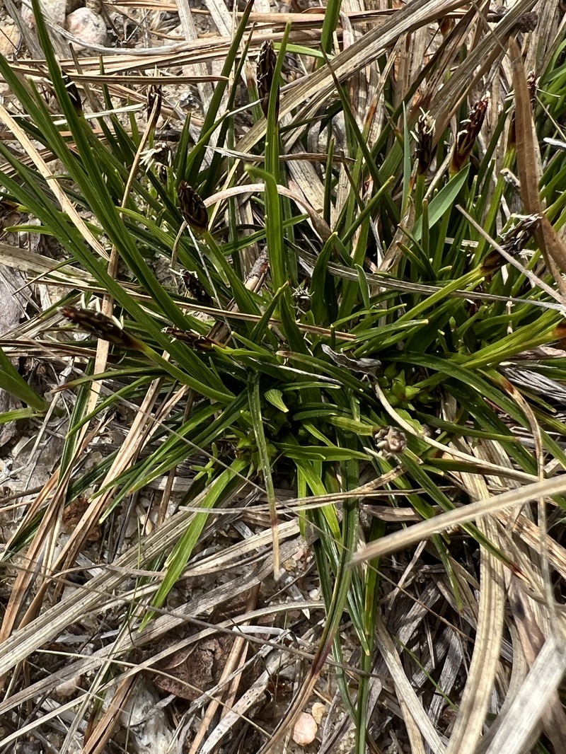 Carex tonsa var. tonsa photo 2