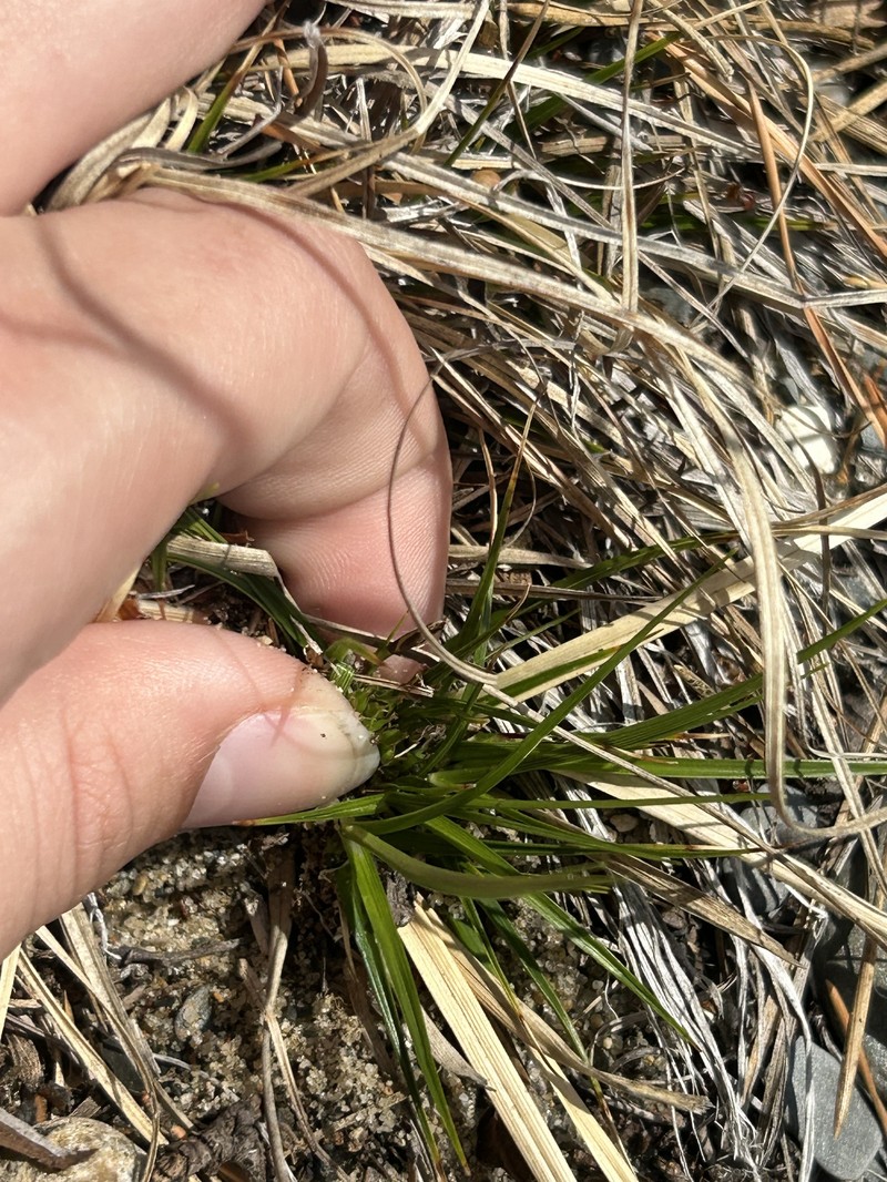 Carex tonsa var. tonsa photo 3