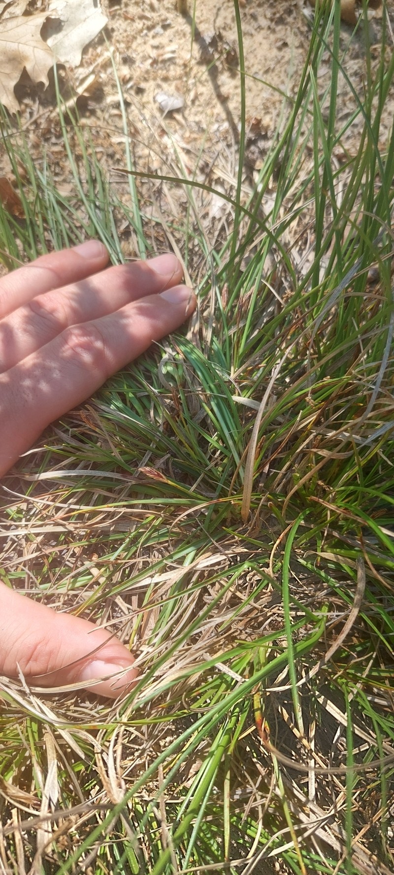 Carex tonsa var. tonsa photo 5