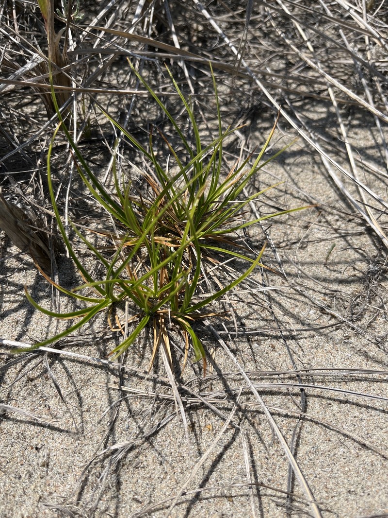 Carex tonsa var. tonsa photo 6