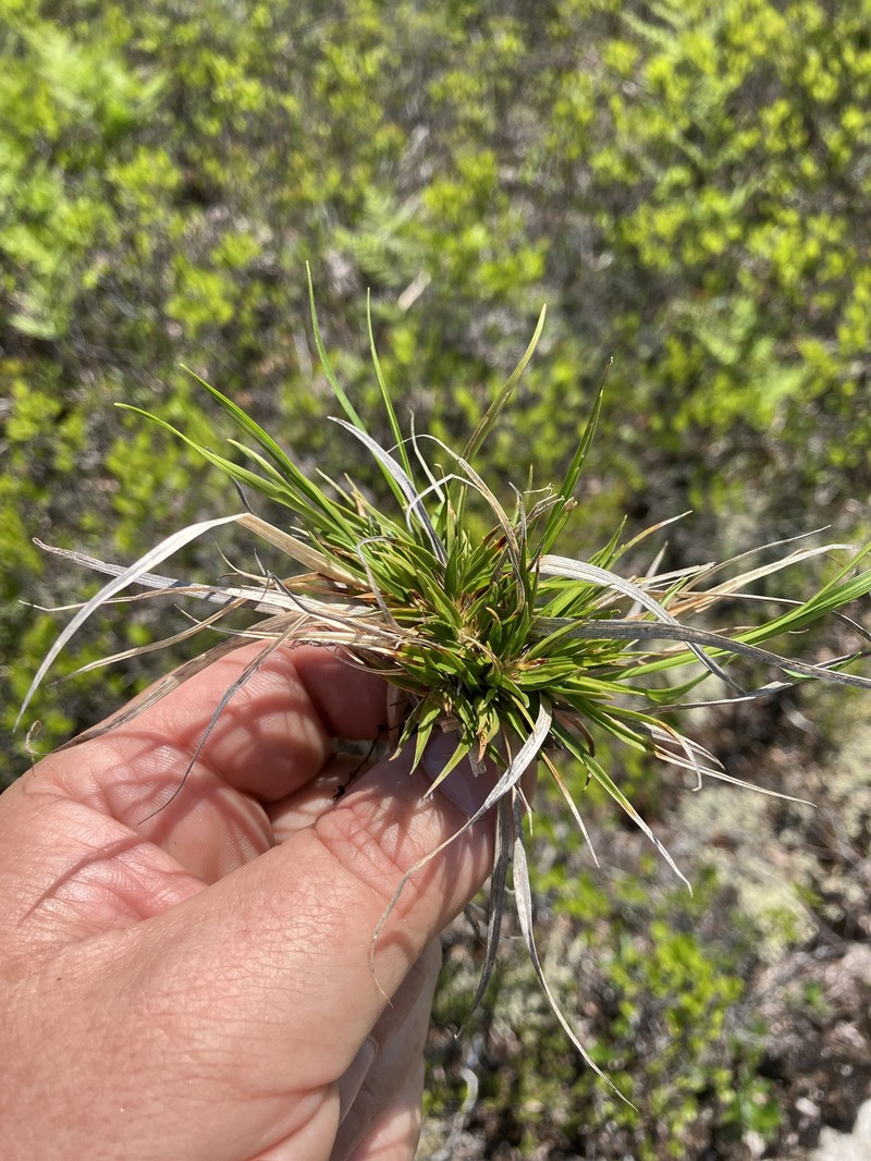 Carex tonsa var. tonsa photo 7