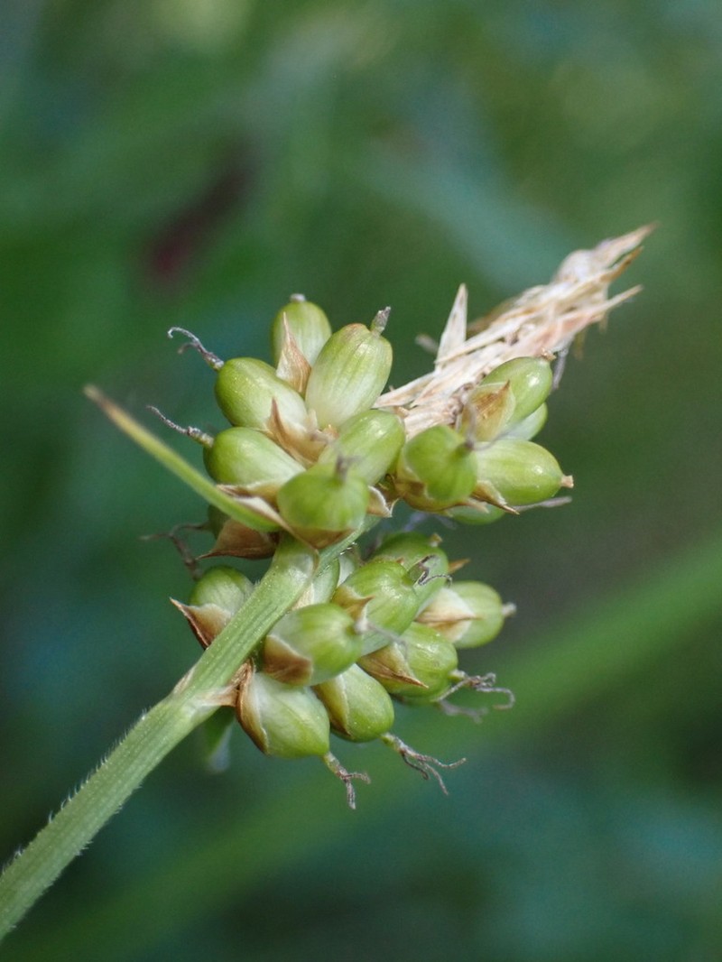 Torrey's Sedge