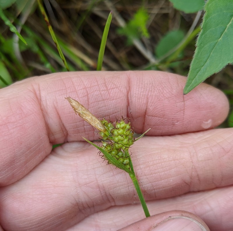Torrey's Sedge photo 2