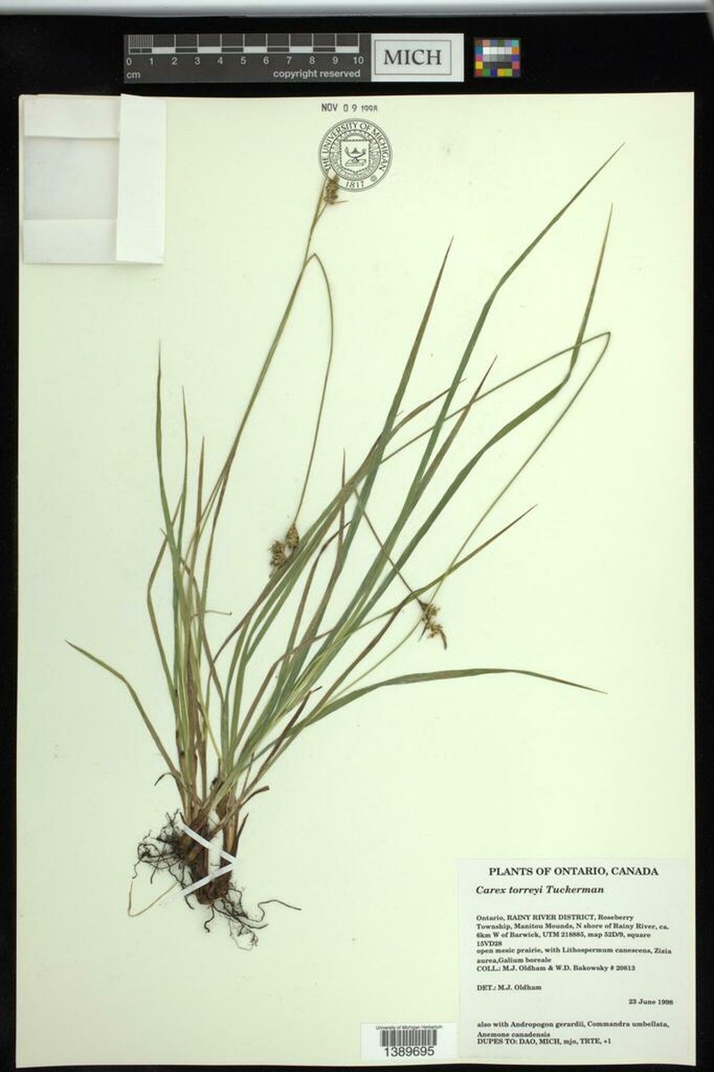 Torrey's Sedge photo 3