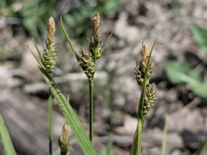 Torrey's Sedge photo 4