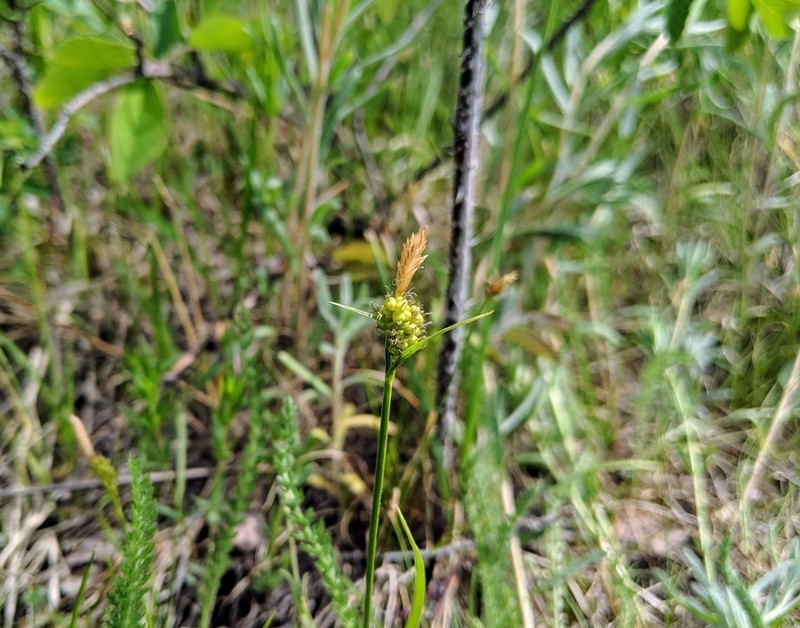 Torrey's Sedge photo 5