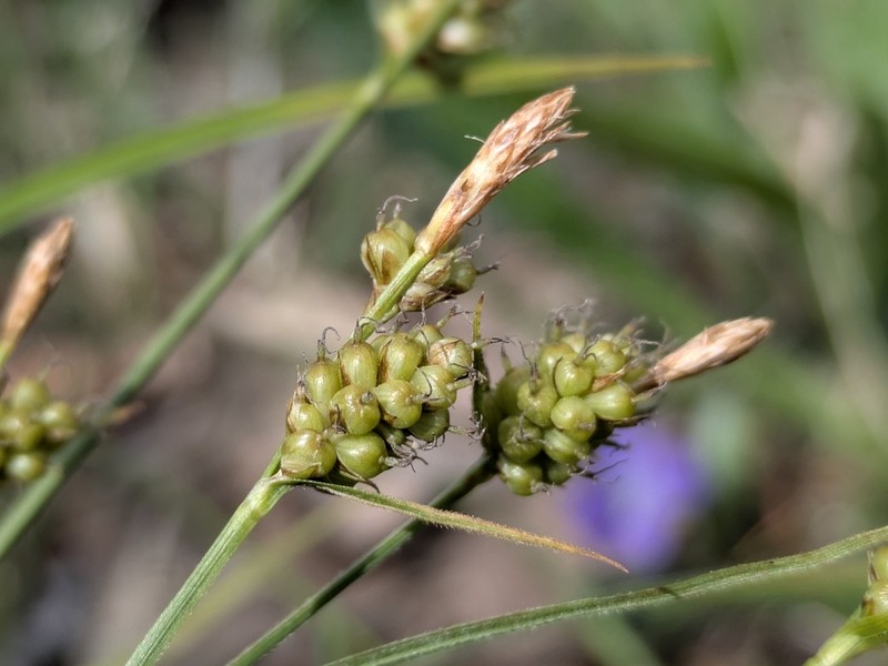 Torrey's Sedge photo 6