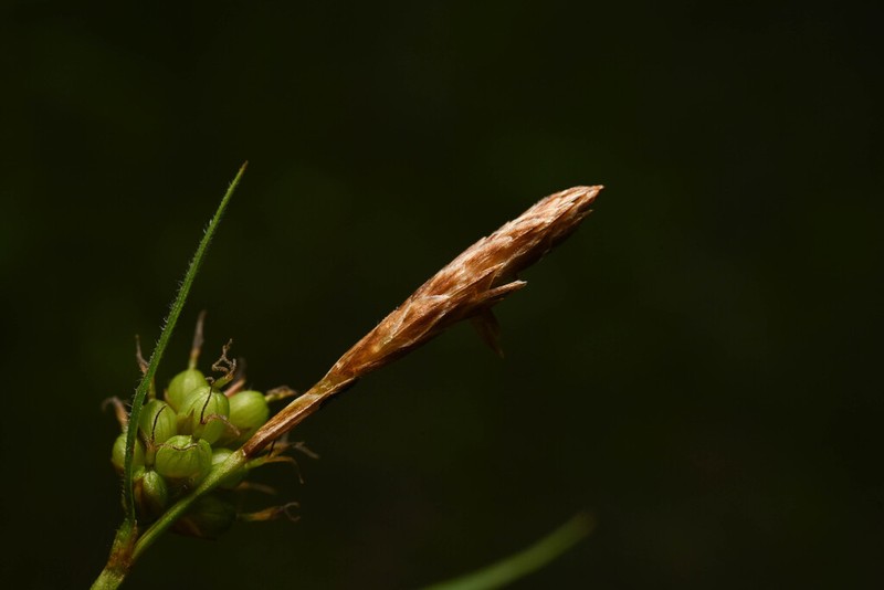 Torrey's Sedge photo 7