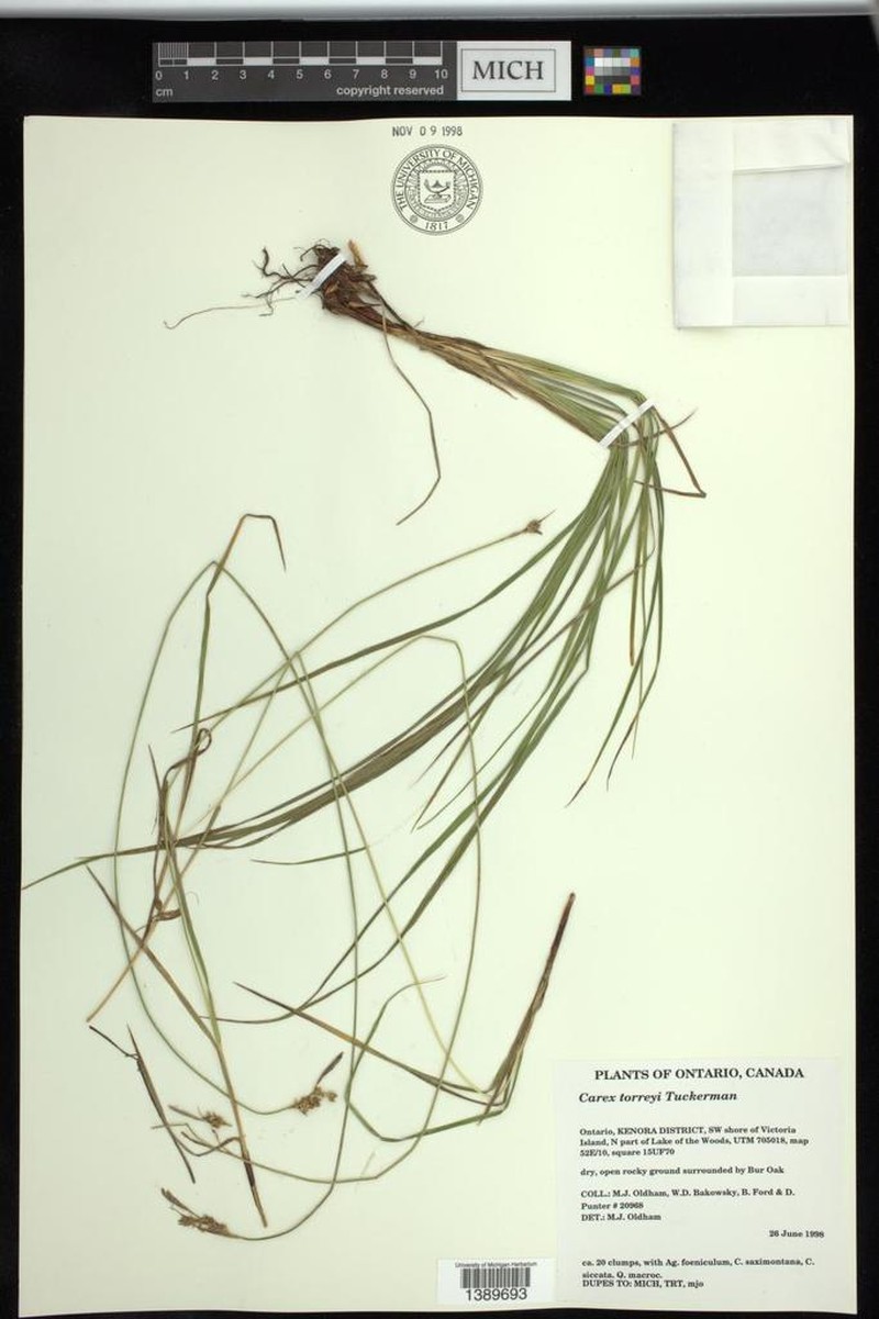 Torrey's Sedge photo 8