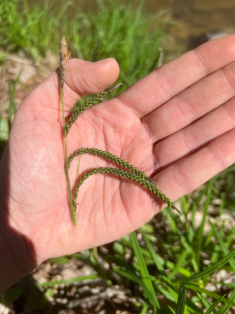 Twisted Sedge
