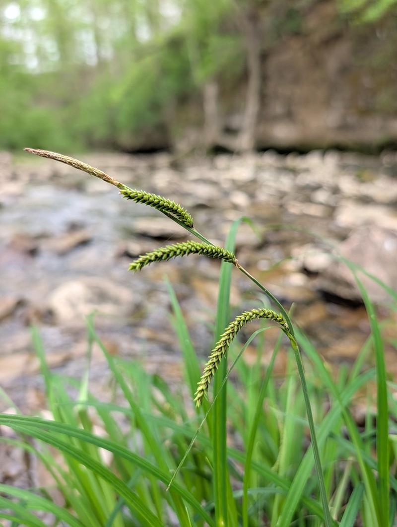 Twisted Sedge photo 2