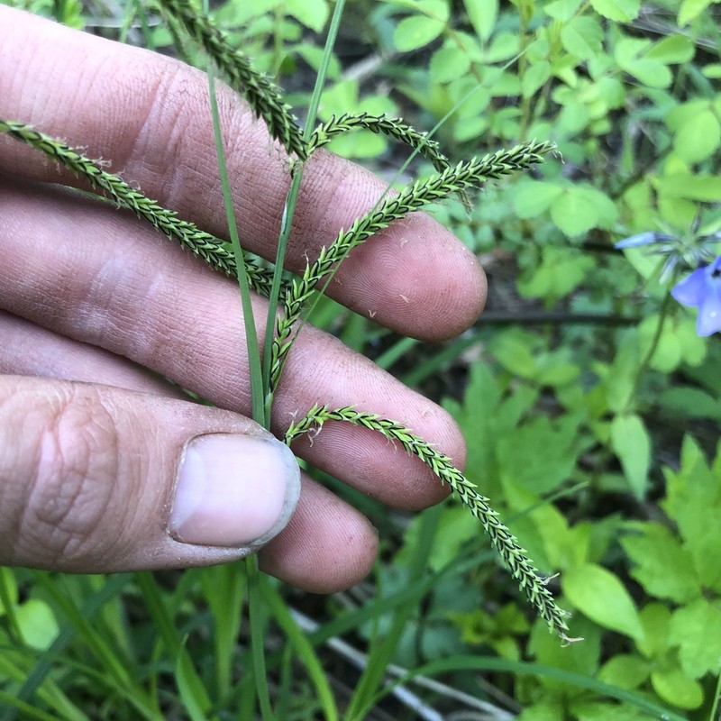Twisted Sedge photo 3