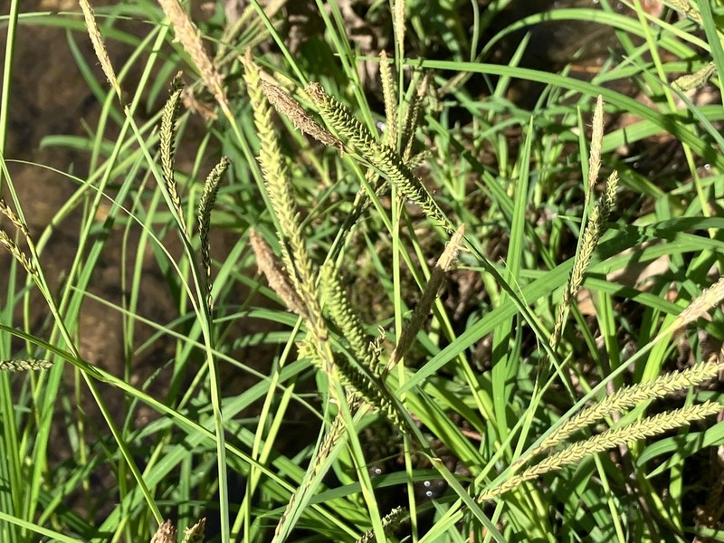Twisted Sedge photo 4