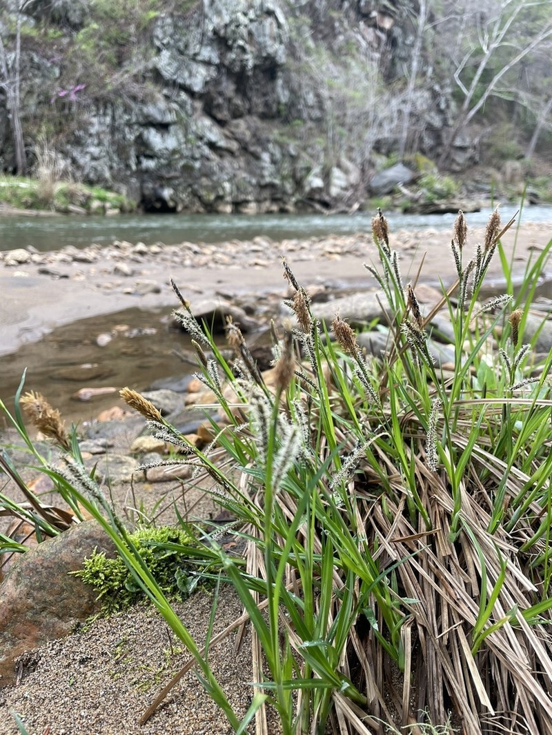 Twisted Sedge photo 5