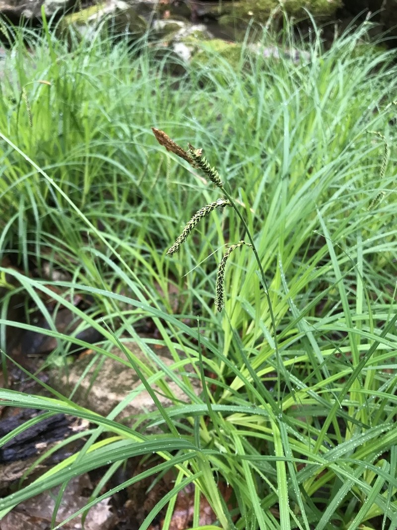 Twisted Sedge photo 6