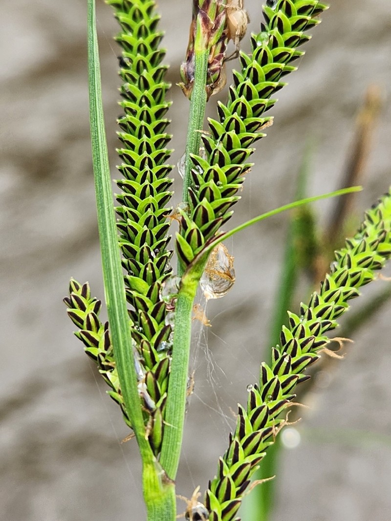 Twisted Sedge photo 7