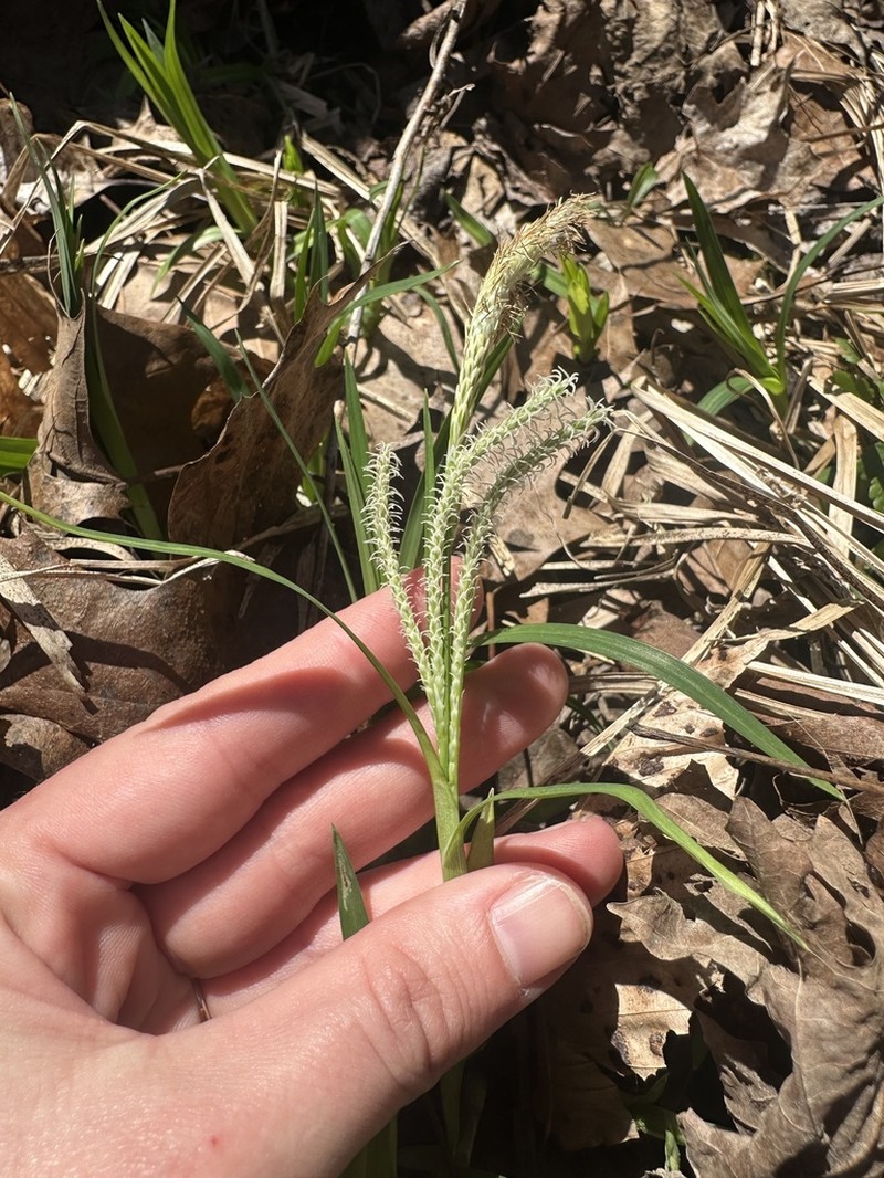 Twisted Sedge photo 8
