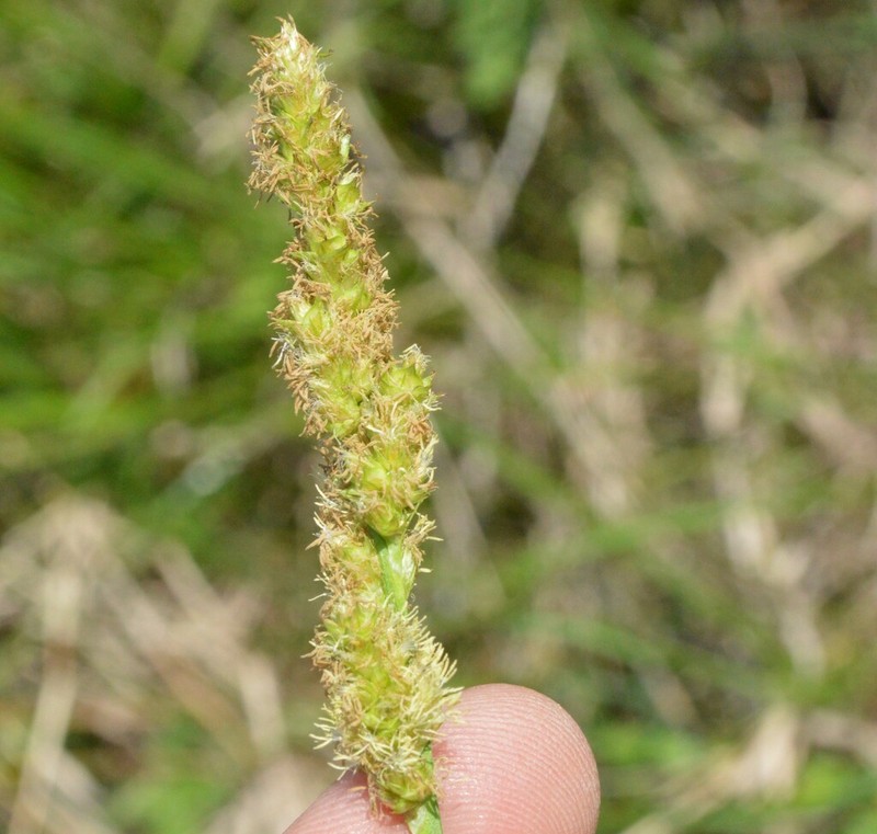 Eastern Fox Sedge photo 2