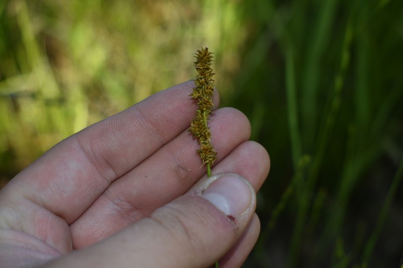 Eastern Fox Sedge photo 3