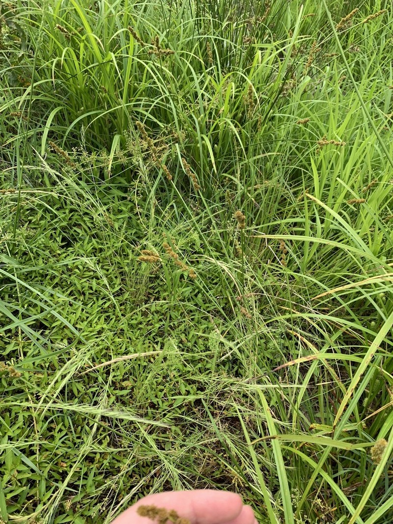 Eastern Fox Sedge photo 4
