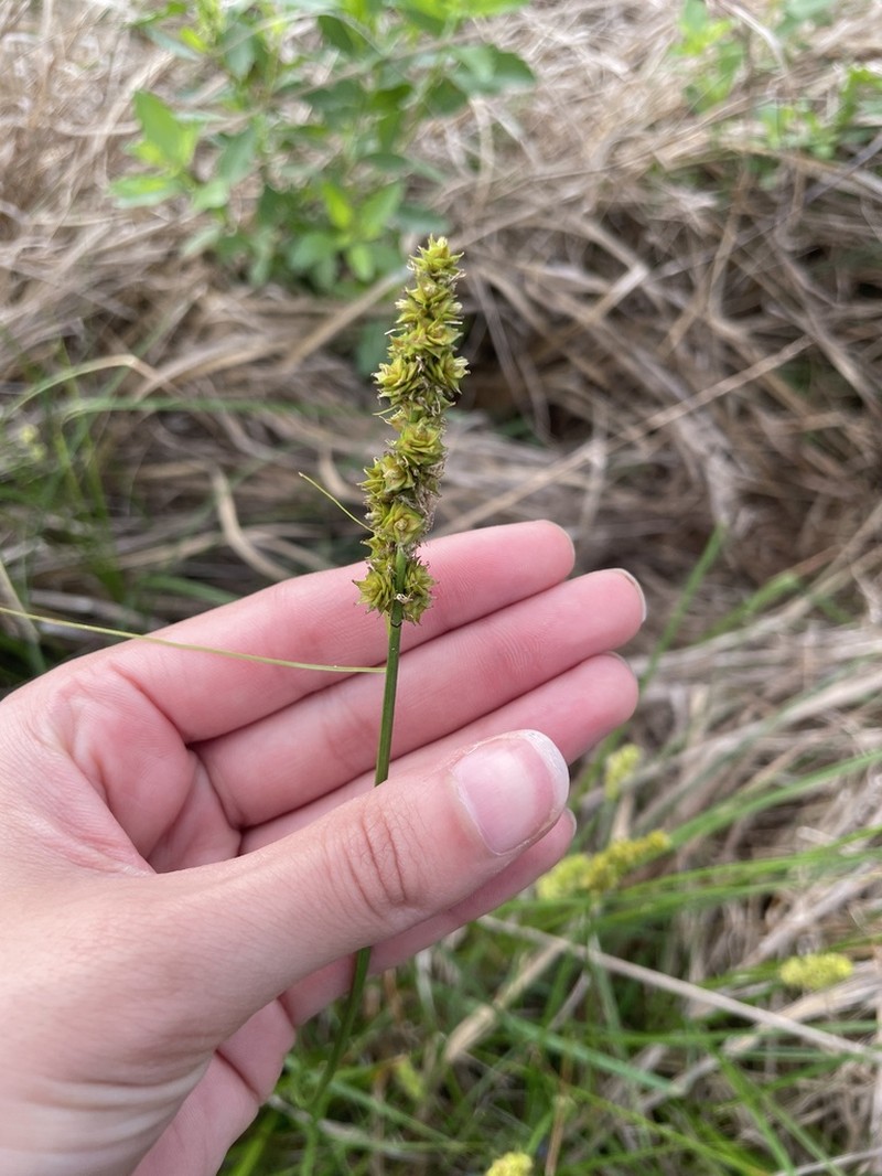 Eastern Fox Sedge photo 5