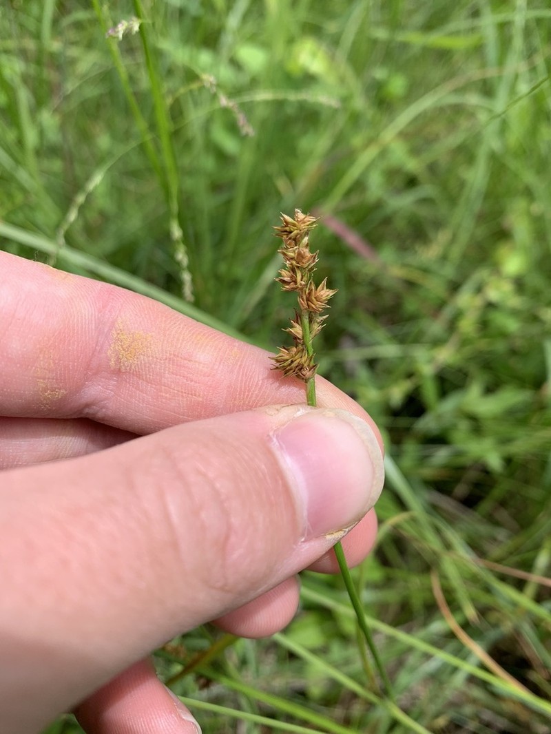 Eastern Fox Sedge photo 6
