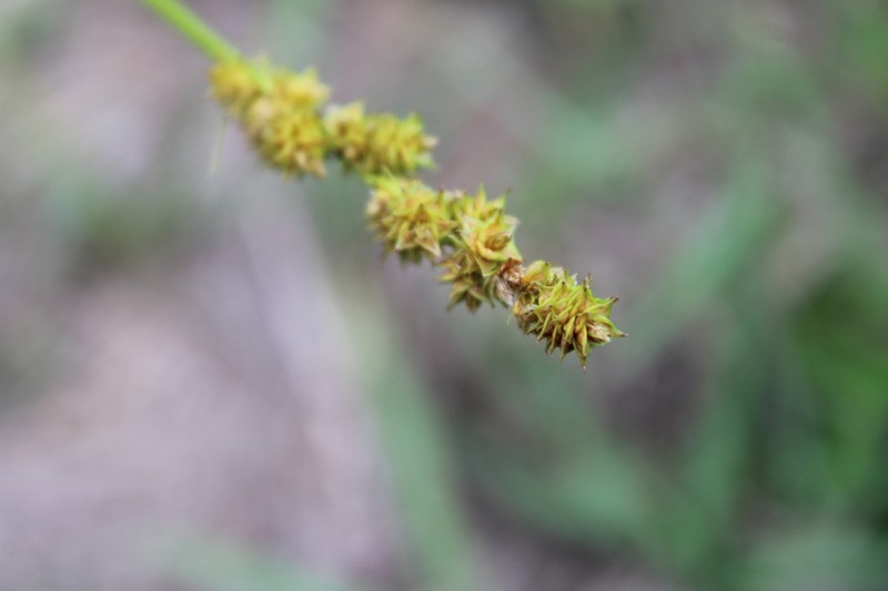Eastern Fox Sedge photo 7