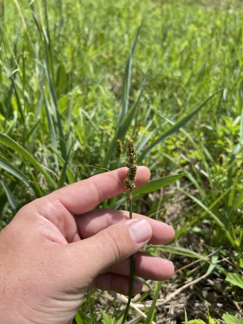 Eastern Fox Sedge photo 8