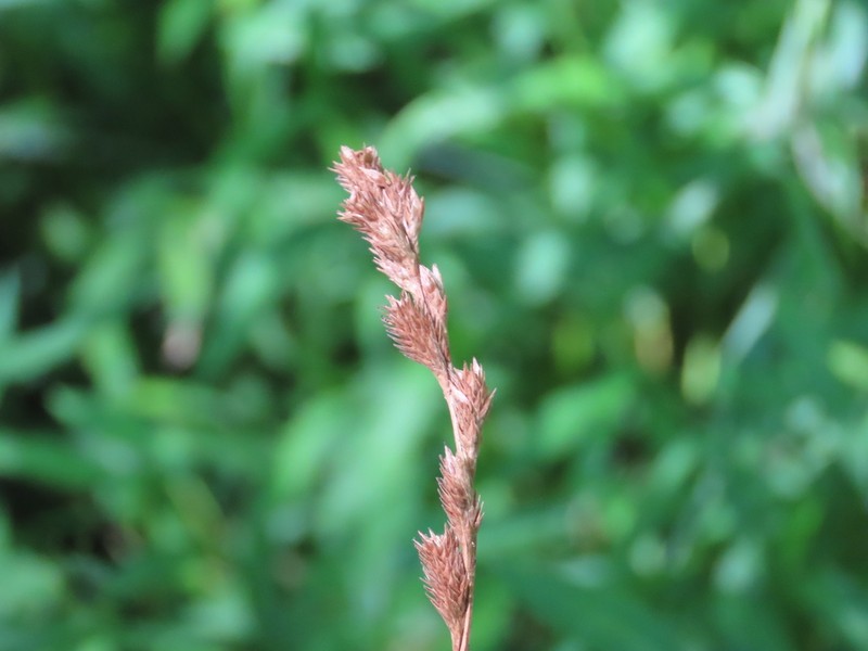 Blunt Broom Sedge
