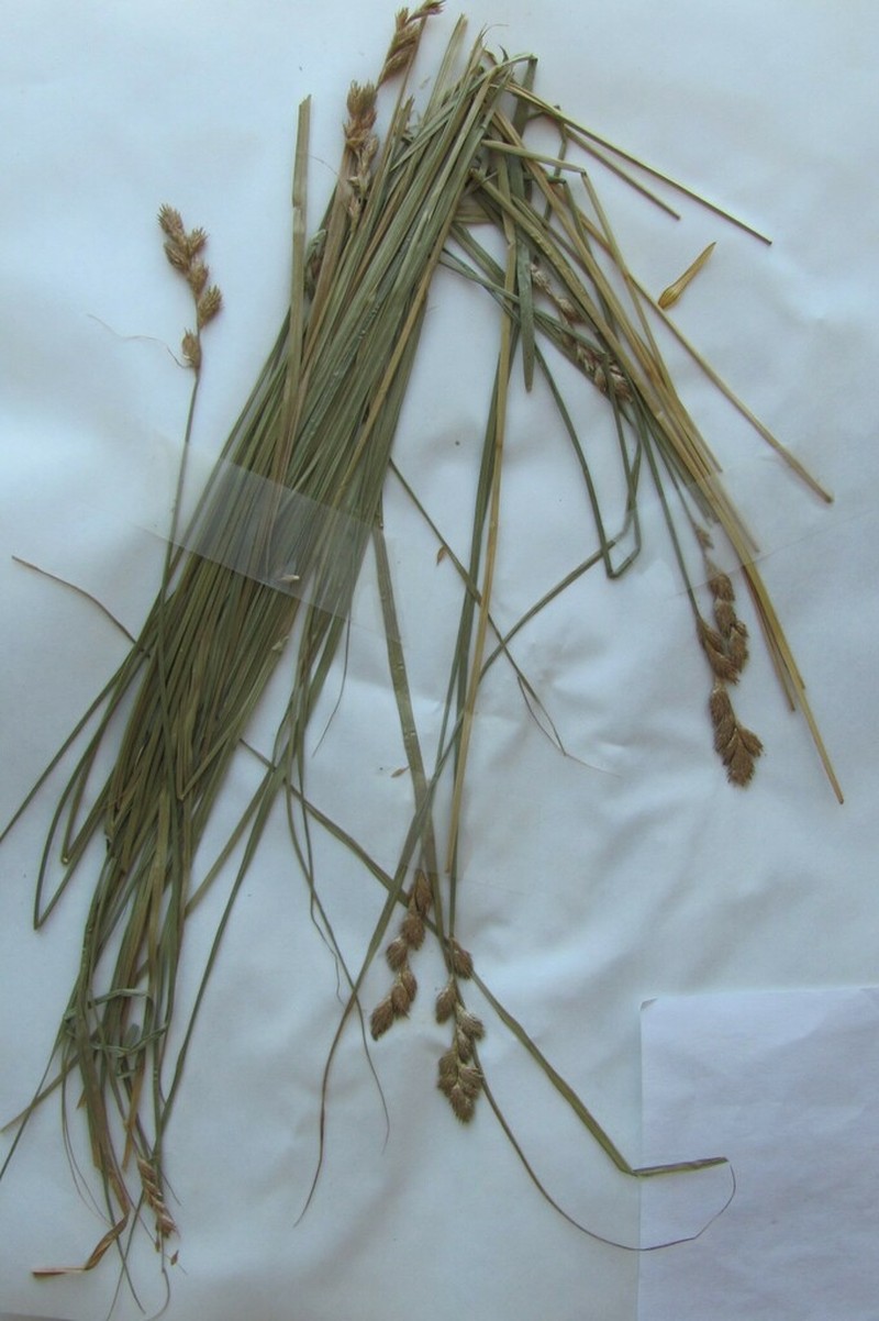 Blunt Broom Sedge photo 2