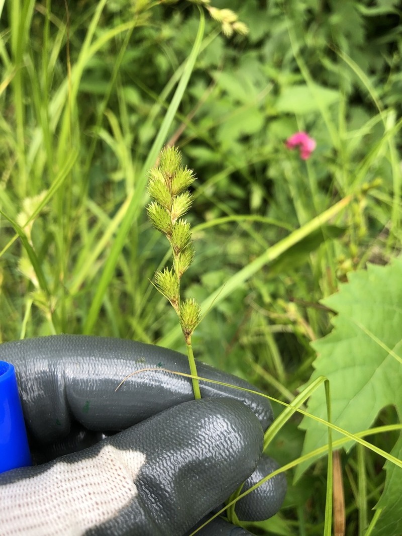 Blunt Broom Sedge photo 3