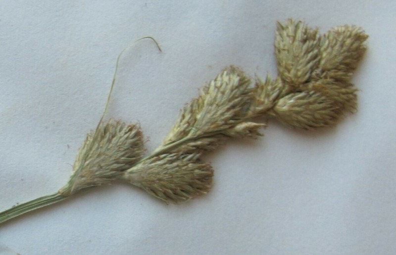 Blunt Broom Sedge photo 4