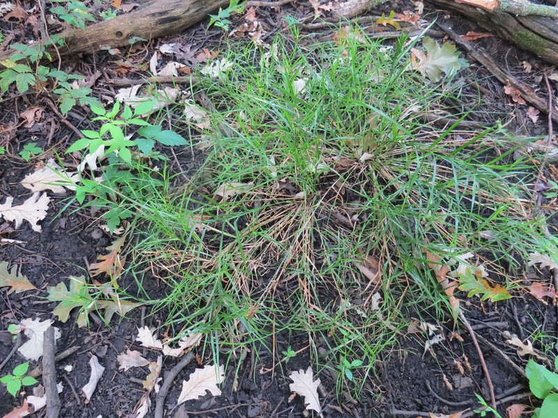 Blunt Broom Sedge photo 5