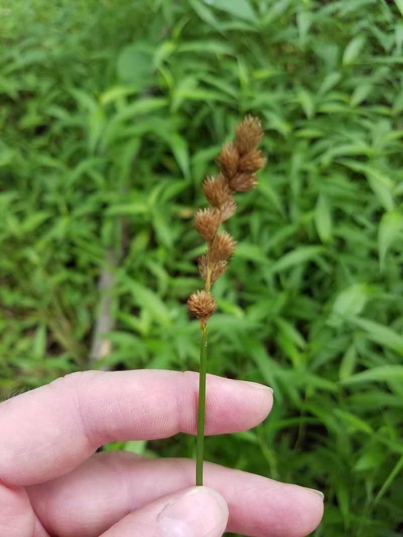 Blunt Broom Sedge photo 6