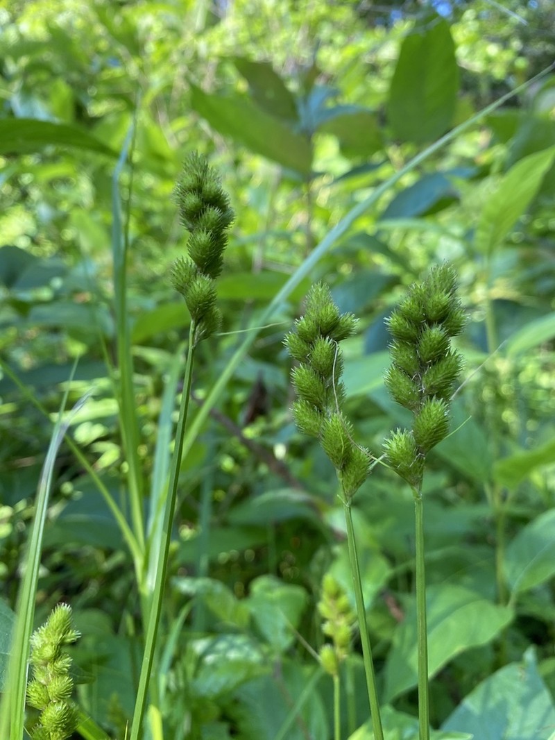 Blunt Broom Sedge photo 7