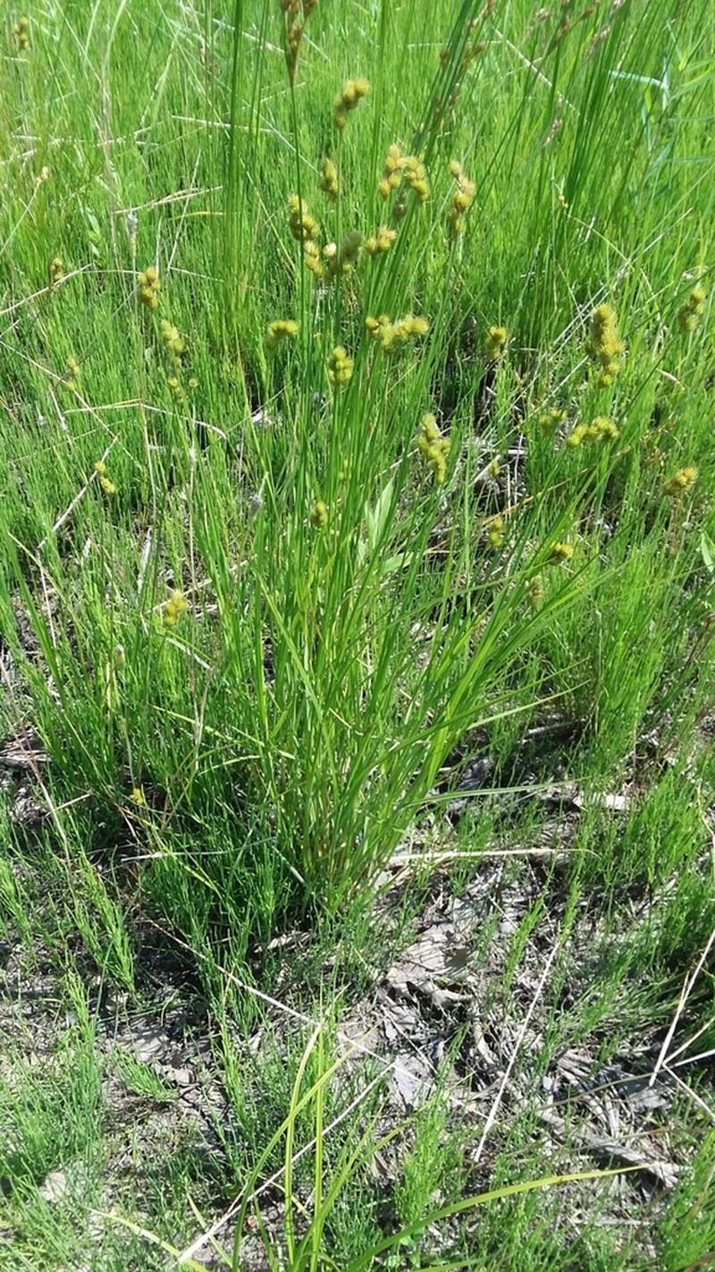 Blunt Broom Sedge photo 8