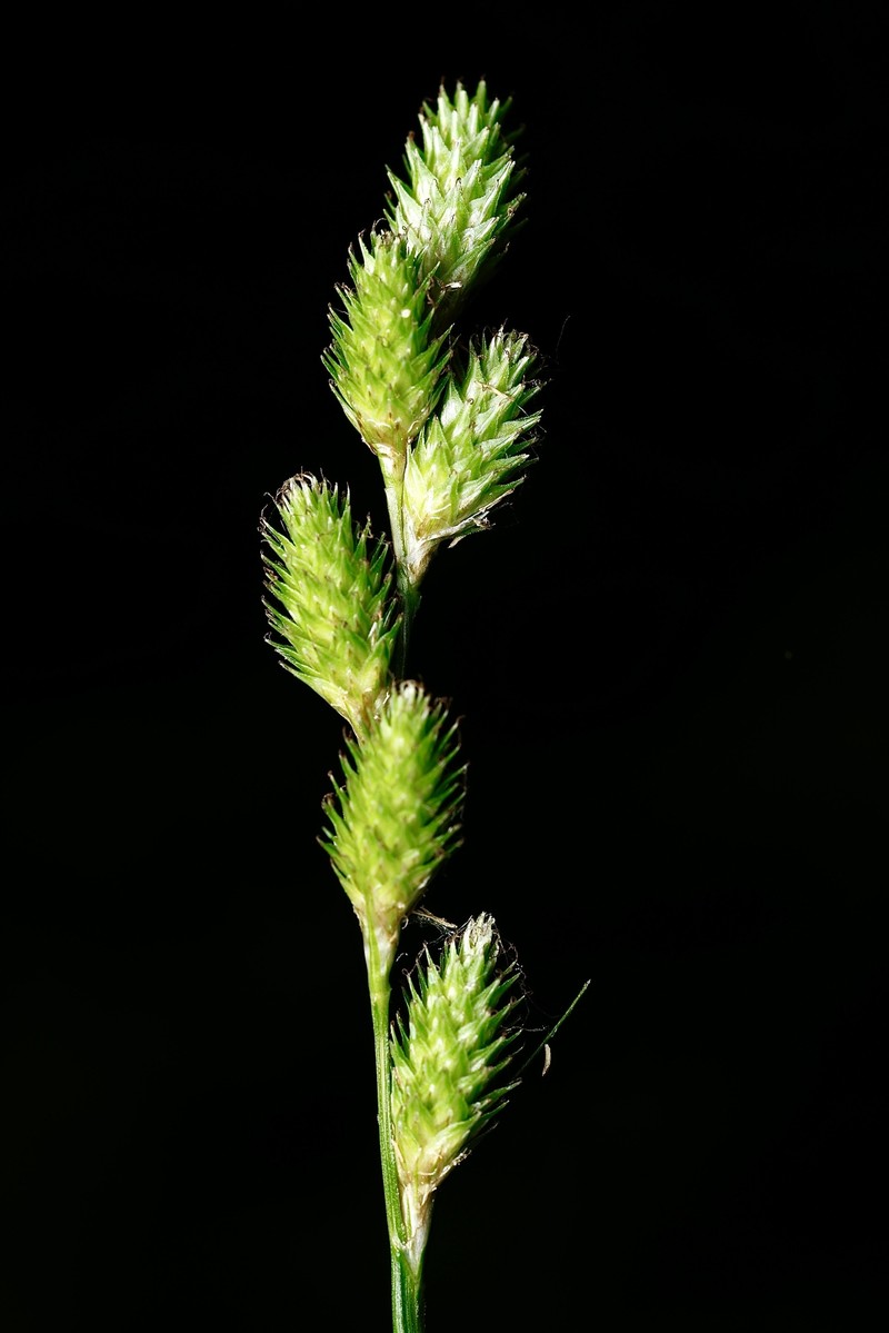 Carex tribuloides var. sangamonensis