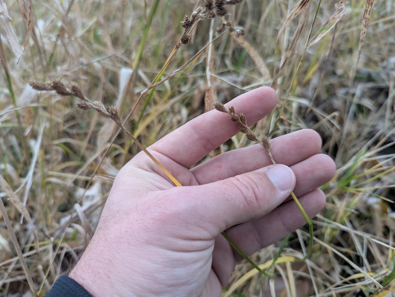 Carex tribuloides var. sangamonensis photo 2