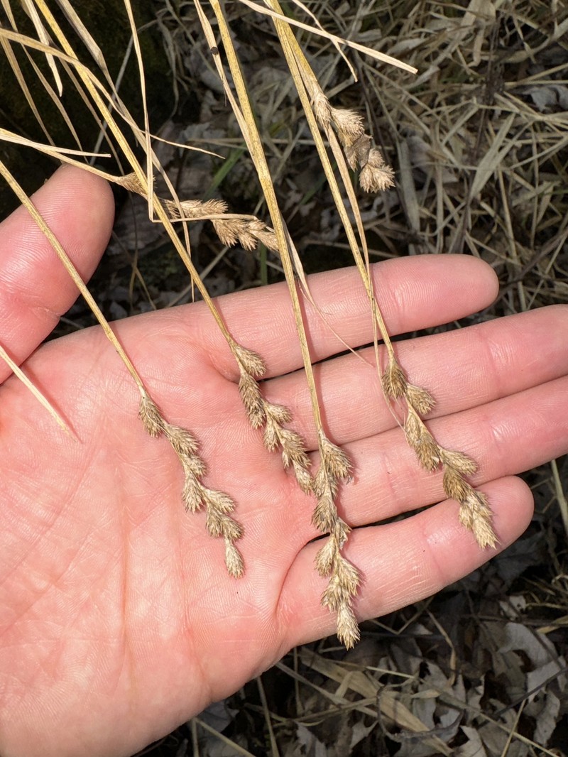 Carex tribuloides var. sangamonensis photo 3