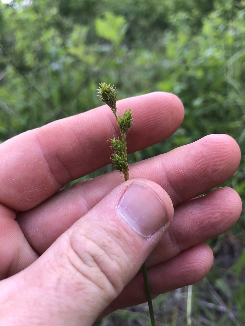 Carex tribuloides var. sangamonensis photo 4