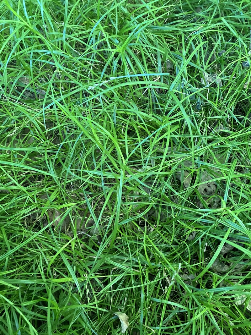 Carex tribuloides var. sangamonensis photo 5